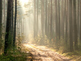 Fototapeta Na ścianę - Sosnowy las w mglisty, słoneczny poranek.