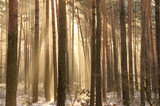 Fototapeta Na ścianę - Sosnowy las w mglisty, słoneczny poranek.