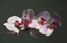 Pink Phalaenopsis Orchid Flower Dark. Selective Soft Focus. Minimalist Still Life. Light And Shadow Nature Horizontal Background.