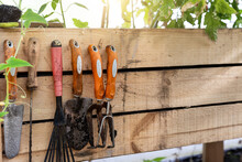 Set Of Dirt Used Rusty Gardening Tools Hanging On Wooden Board Background At Home Garden Greenhouse Flowerbed Or Vegetable Bed On Sunny Day. Domestic Farming Hand Equipment At Countryside Village