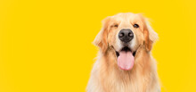 Funny golden retriever dog blinking eye with mouth open on yellow background