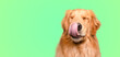 canvas print picture - Hungry Golden retriever dog licking his nose with closed eyes on green background
