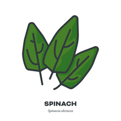 Poster - Spinach leaf vegetable vector filled line icon