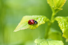 Close-up Of A Ladybug On A Green Leaf Of A Plant In A Garden