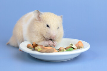 Wall Mural - Funny hamster eating on a blue background, close-up. Fluffy rodent close-up