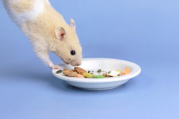 Wall Mural - A cute hamster in the air hangs down to a plate of food, a pet rodent eats food, space for text