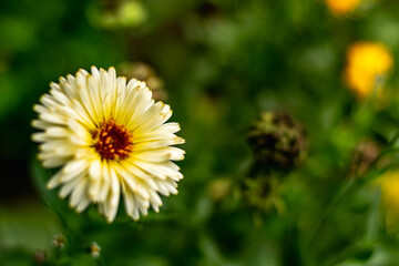 Flower of calendura officinalis. Herbs and plants of traditional medicine.