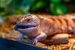 The skink lizard sticks out its blue tongue while exploring the surroundings. Close-up photo of a lizard's head in a terrarium with a blurred background