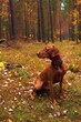 Pies myśliwski, wyżeł węgierski Vizsla w lesie podczas spaceru