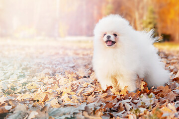  portrait of dog cute little fluffy white Pomeranian in autumn leaves on a sunny warm day in the park, close-up