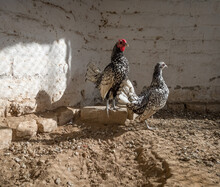 A Small Rooster And Hen. Silver Sebright Chicken Breed. Beautiful Pair Of Fancy Birds.