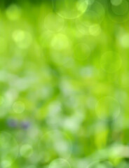 Wall Mural - spring background - abstract green blurred bokeh lights