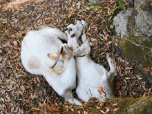 Resting Goats