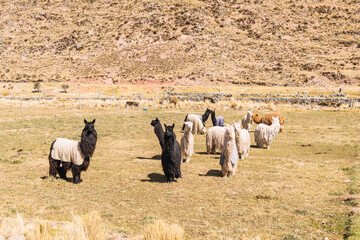 Wall Mural - suri alpaca with white fiber grazing in the altiplano with green and yellow vegetation on a sunny day with clouds and blue sky in the andes mountain range