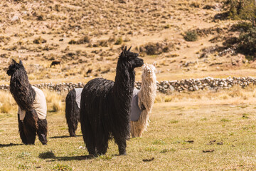 Wall Mural - suri alpaca with white fiber grazing in the altiplano with green and yellow vegetation on a sunny day with clouds and blue sky in the andes mountain range