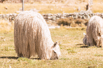 Wall Mural - suri alpaca with white fiber grazing in the altiplano with green and yellow vegetation on a sunny day with clouds and blue sky in the andes mountain range