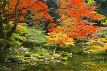 Japanese Garden In Autumn With Red Maple Tree And Garden Pond
