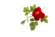Hecken-Rose vor weißem Hintergrund, 3d-Ansicht