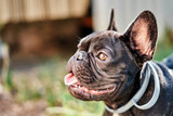 Fototapeta Desenie - Close-up portrait of a dog, french bulldog in the garden
