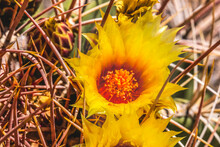 Yellow Blossoms Fishhook Barrel Cactus Blooming Macro
