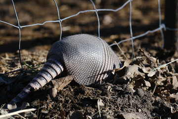 Sticker - Armadillo digging in leaves of Texas field.
