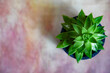 succulent plant in flowerpot against colorful background. Floral motive with free space for text.  Top view