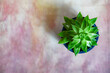 green cactus in flowerpot against colorful background. Floral motive with space for text.  Top view
