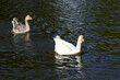 White and grey geese