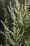 Fototapeta Kwiaty - Roślina Bylica Pospolita, Artemisia vulgaris, kwiaty