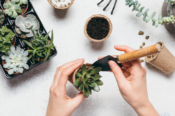 Gardening - set of tools for gardener and succulents seedlings on white table background. Spring garden works concept, home jungle, home hobby for whole family.