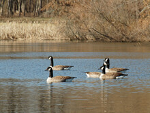 Geese On A Pond