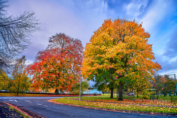 autumn trees in the park