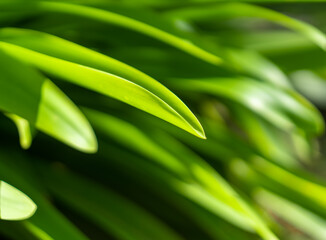 Blurred grass background. Long green bright leaves close up. Beautiful plant in defocus.