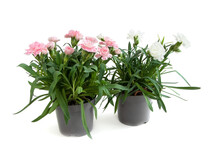 Pink And White Carnations In A Grey Pot Isolated On A White Background. A Pot With Flowers.Gardening.