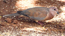 Mourning Dove (Zenaida Macroura) On The Ground Eating Bird Seed In A Backyard In Pretoria, South Africa
