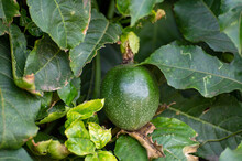 Green Passion Fruit Ripening On Plant On Tropical Plantation