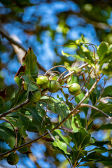 Wall Mural - Hard green Australian macadamia nuts hanging on branches on big tree