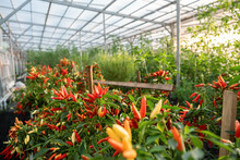Chili Pepper Plants In Hothouse