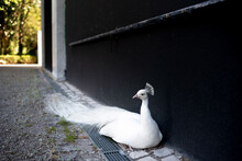 A White Peacock Relaxing On A Black Background