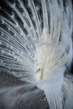 A White Male Peacock Magnificent Tail