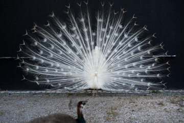 A peacocks love story, the mating dance