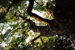 © Tatsuya Kanabe/Stocksy - Green tree growing in forest