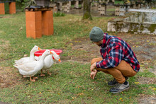 Man Feeding Geese At Farm