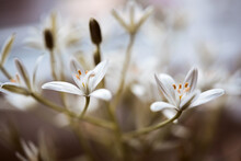 Dreamy White Flowers 