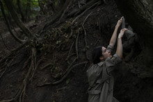 A Girl Climbs Up The Roots Of A Tree
