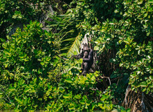 Gorilla Sitting On Tree Branches