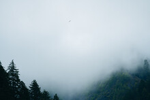 Lone Bird Above a Foggy Valley