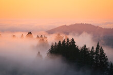 Foggy Trees At Sunset