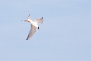 Wall Mural - A Forster's tern diving for fish in the ocean over the water searching for fish in Summerhaven, Florida. 