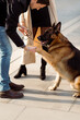 © Mauro Grigollo/Stocksy - Dog gives paw to the man